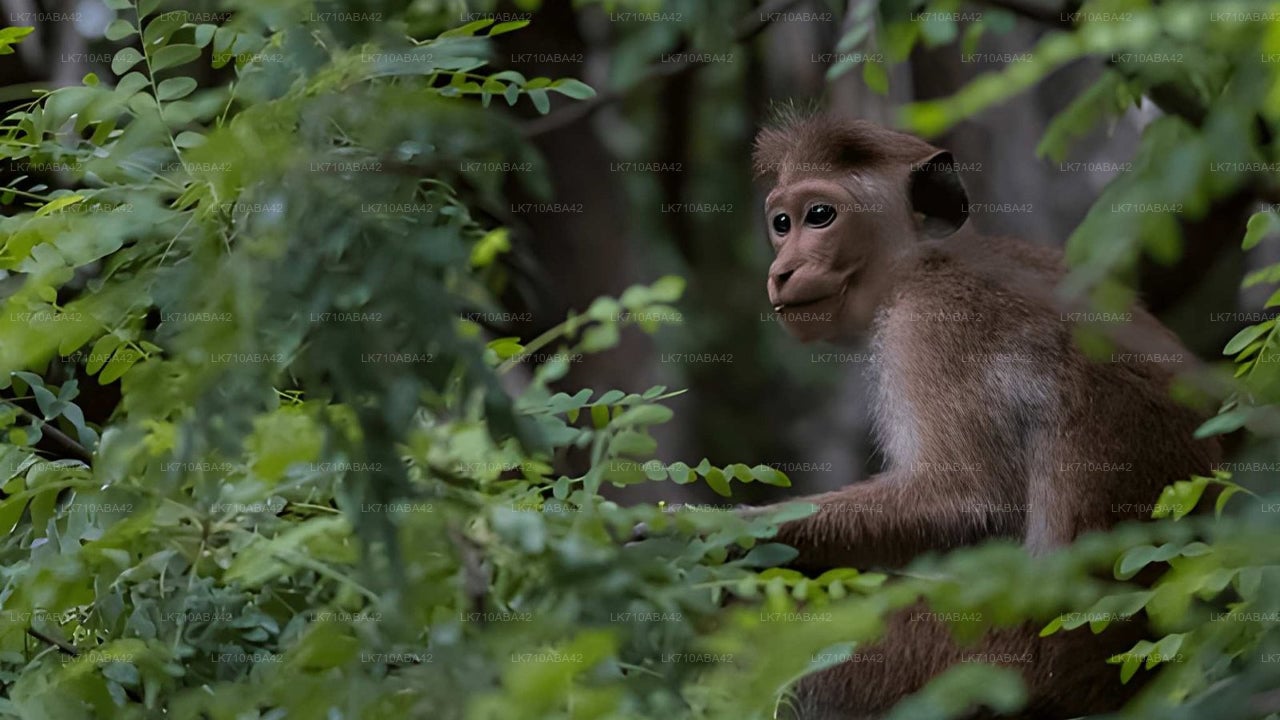 Kaudulla National Park Entrance Tickets