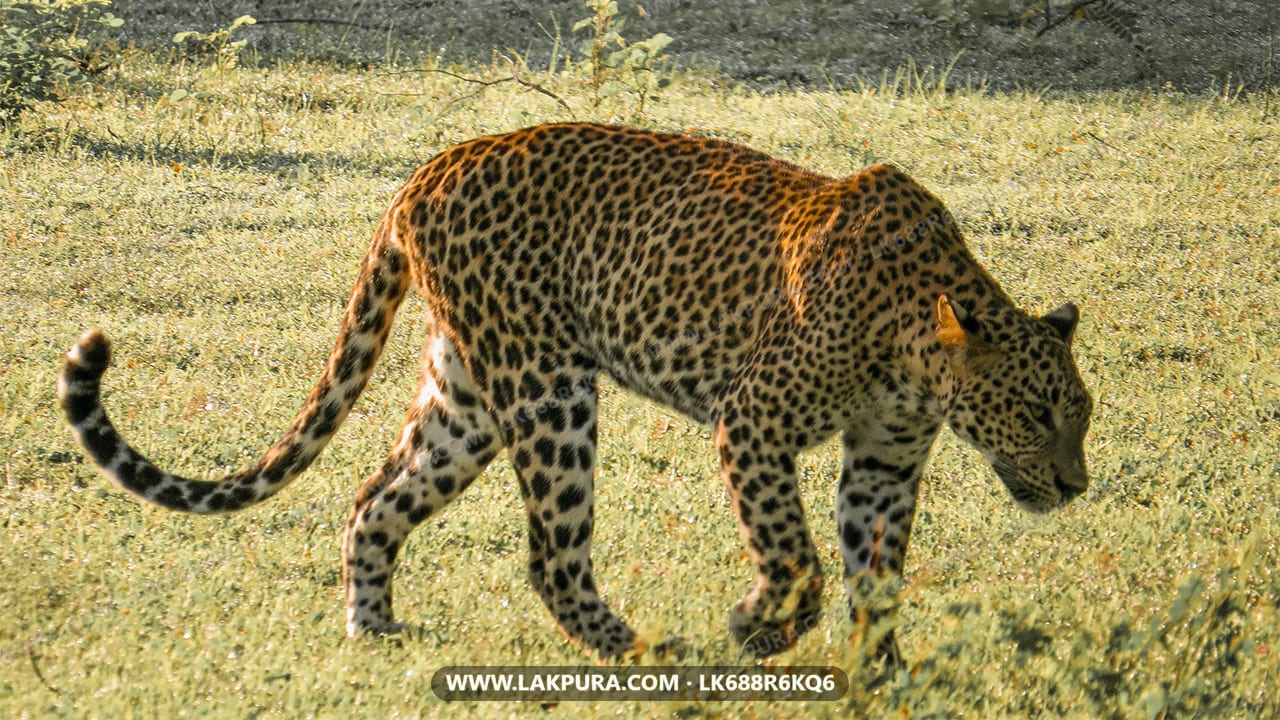 Yala National Park Private Safari with Guide