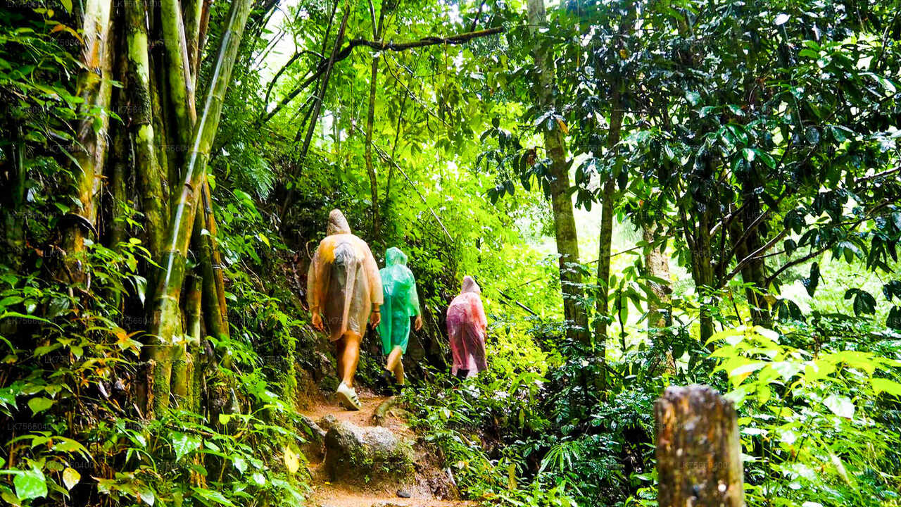 Birdwatching at Sinharaja Rainforest from Mount Lavinia City