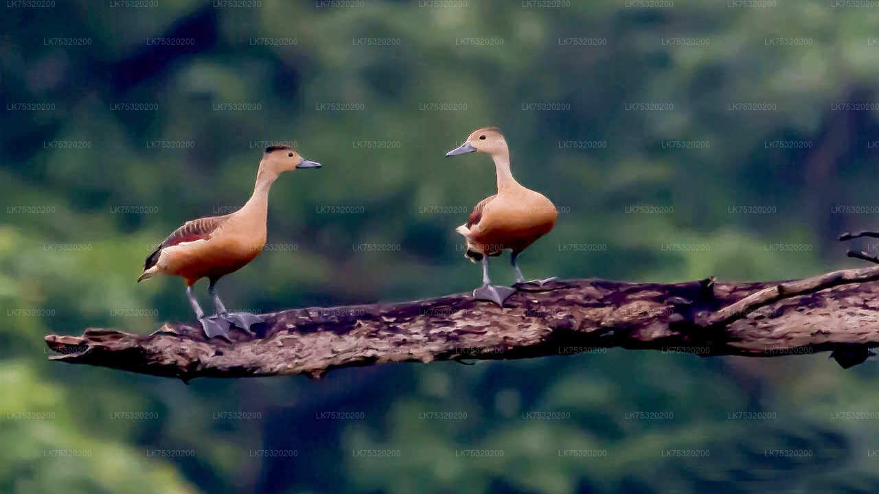 Birdwatching at Ritigala from Habarana City