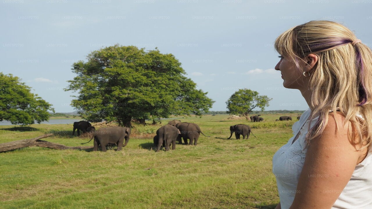 Sigiriya Rock and Wild Elephant Safari from Negombo City