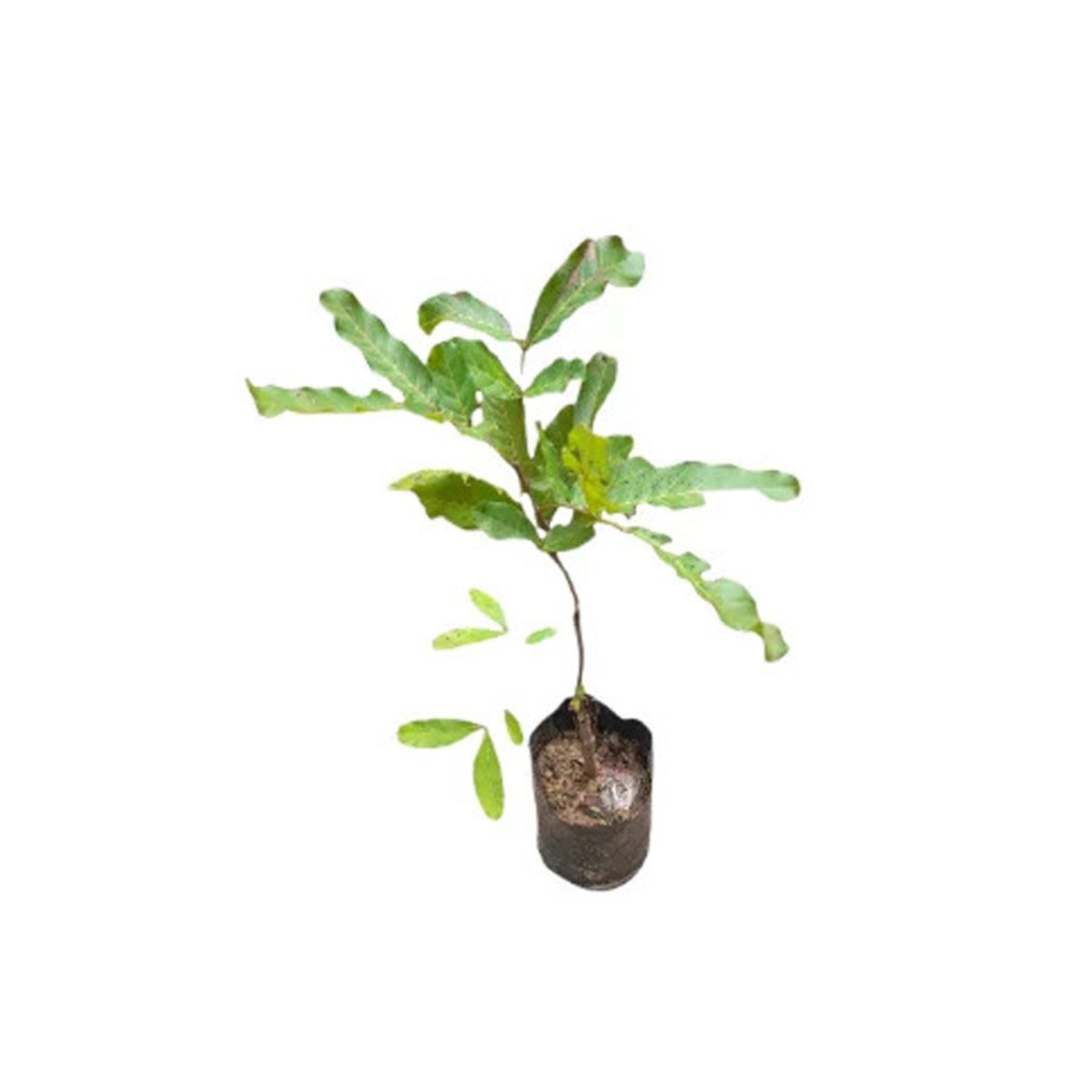 Lakpura® Ceylon Oak (Kon Fruit) Plant