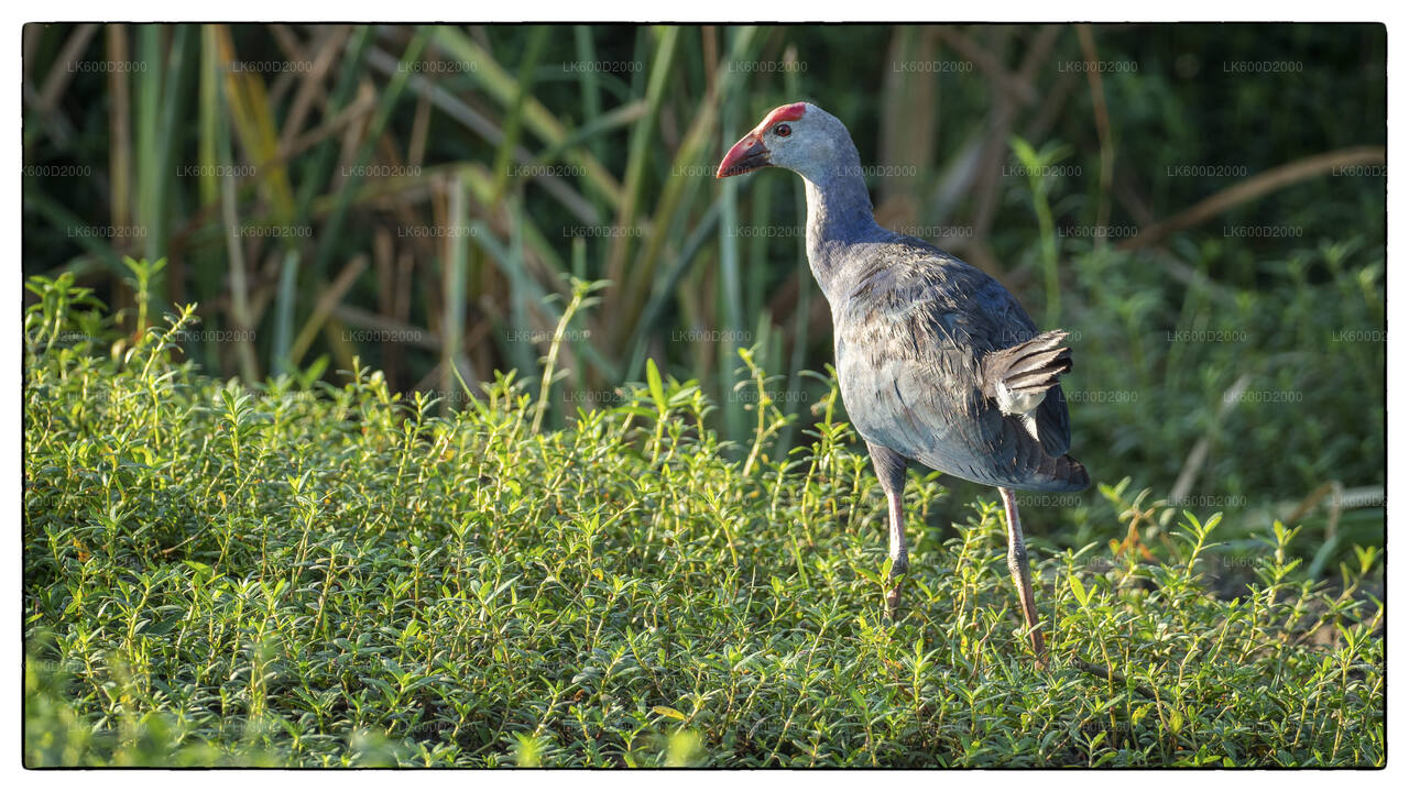 Bundala National Park Safari from Bentota City