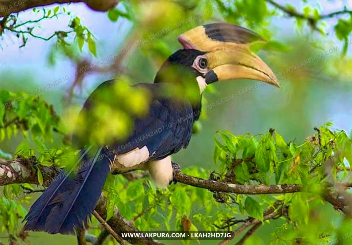 Bundala National Park Safari from Beruwala City