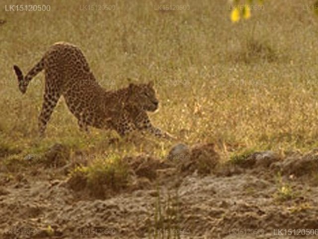Kulu Safari - Yala