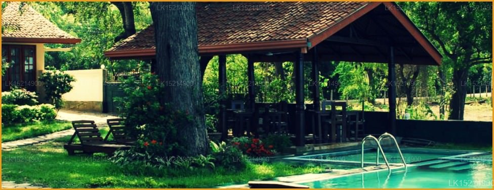 Oak Ray Wild Yala