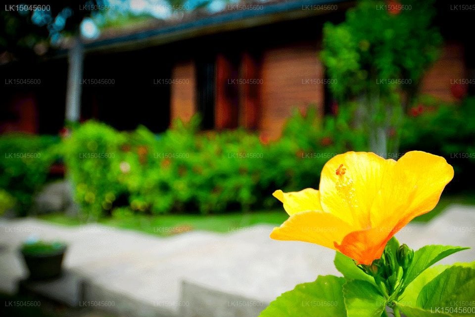 Teak House
