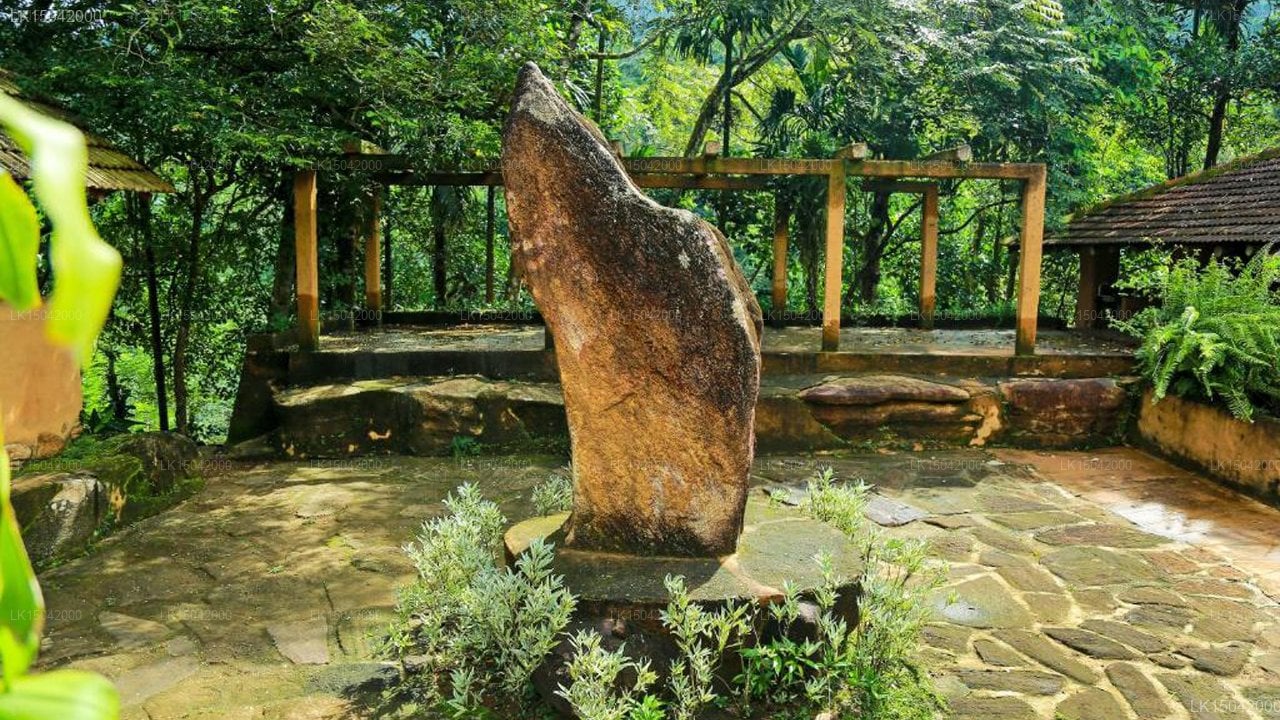 Rainforest Edge