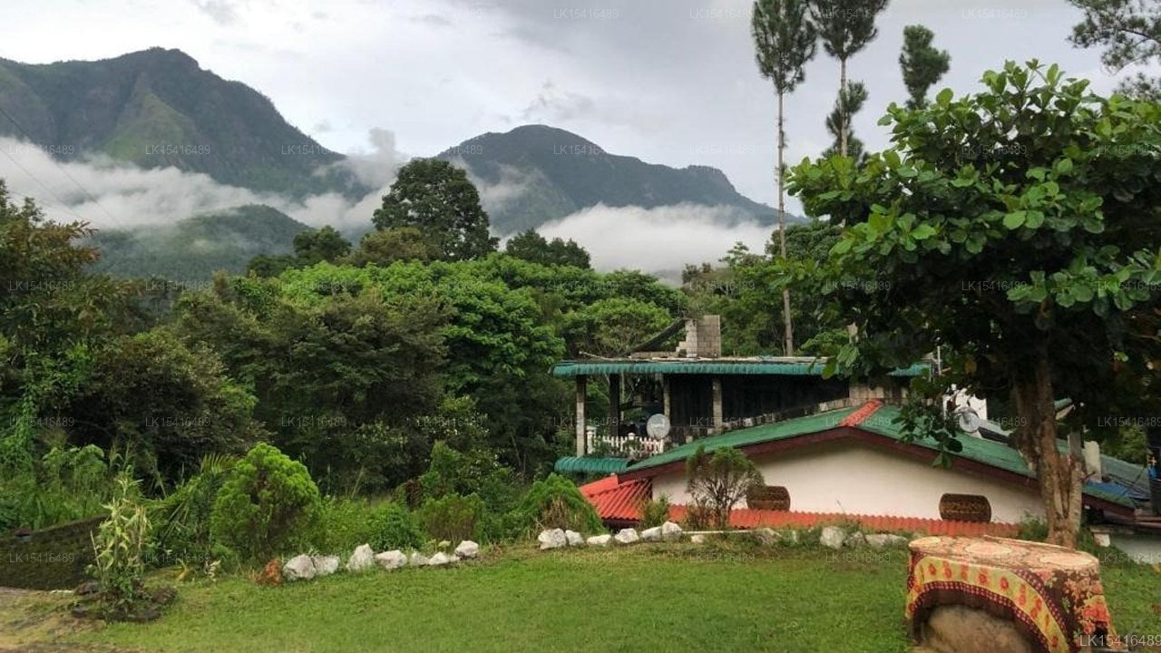 Hamadhi Guest
