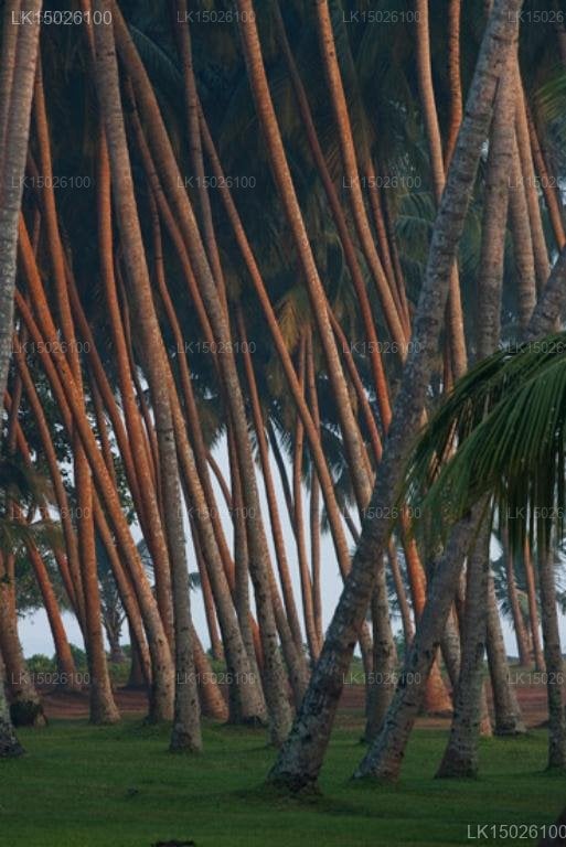 Avani Kalutara Resort