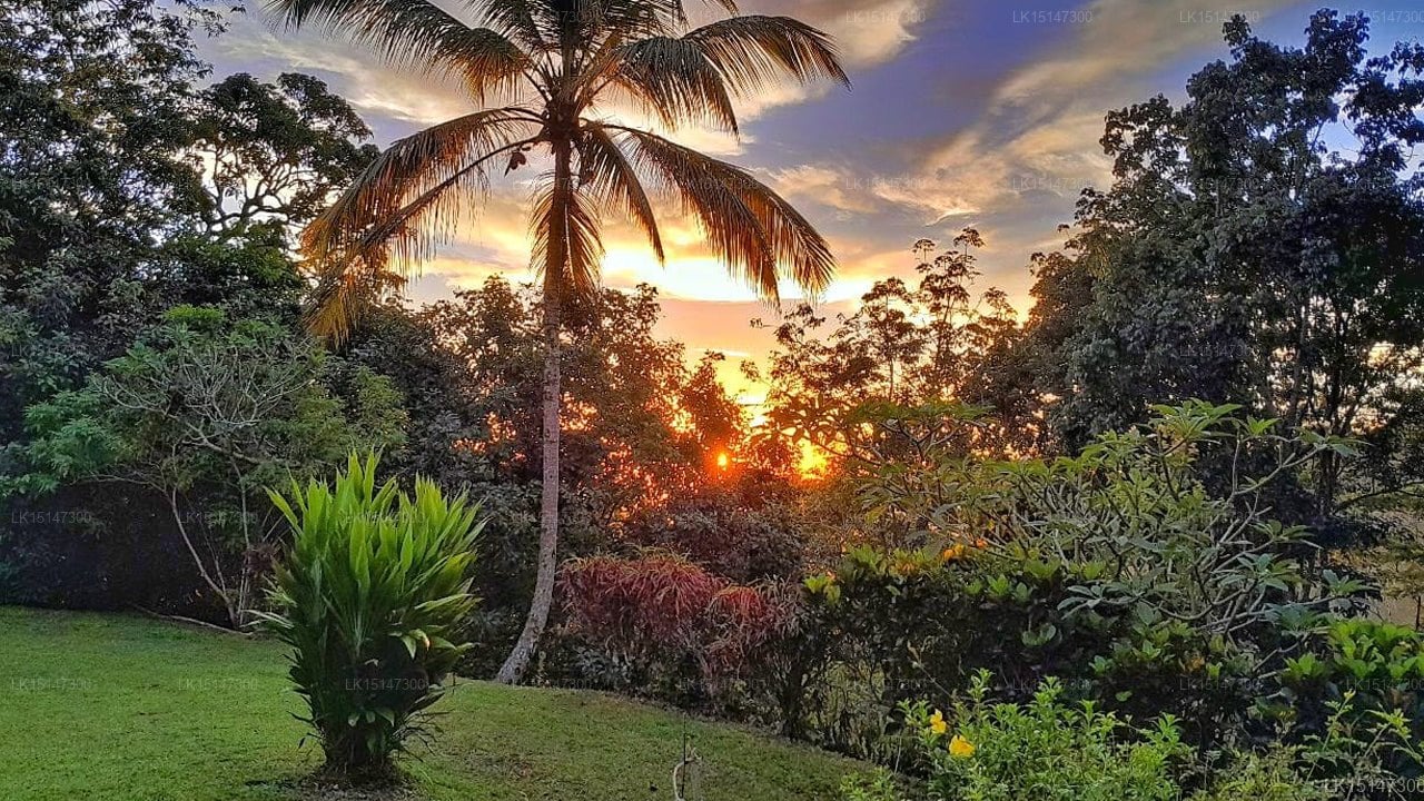 Eco Jungle Hideout