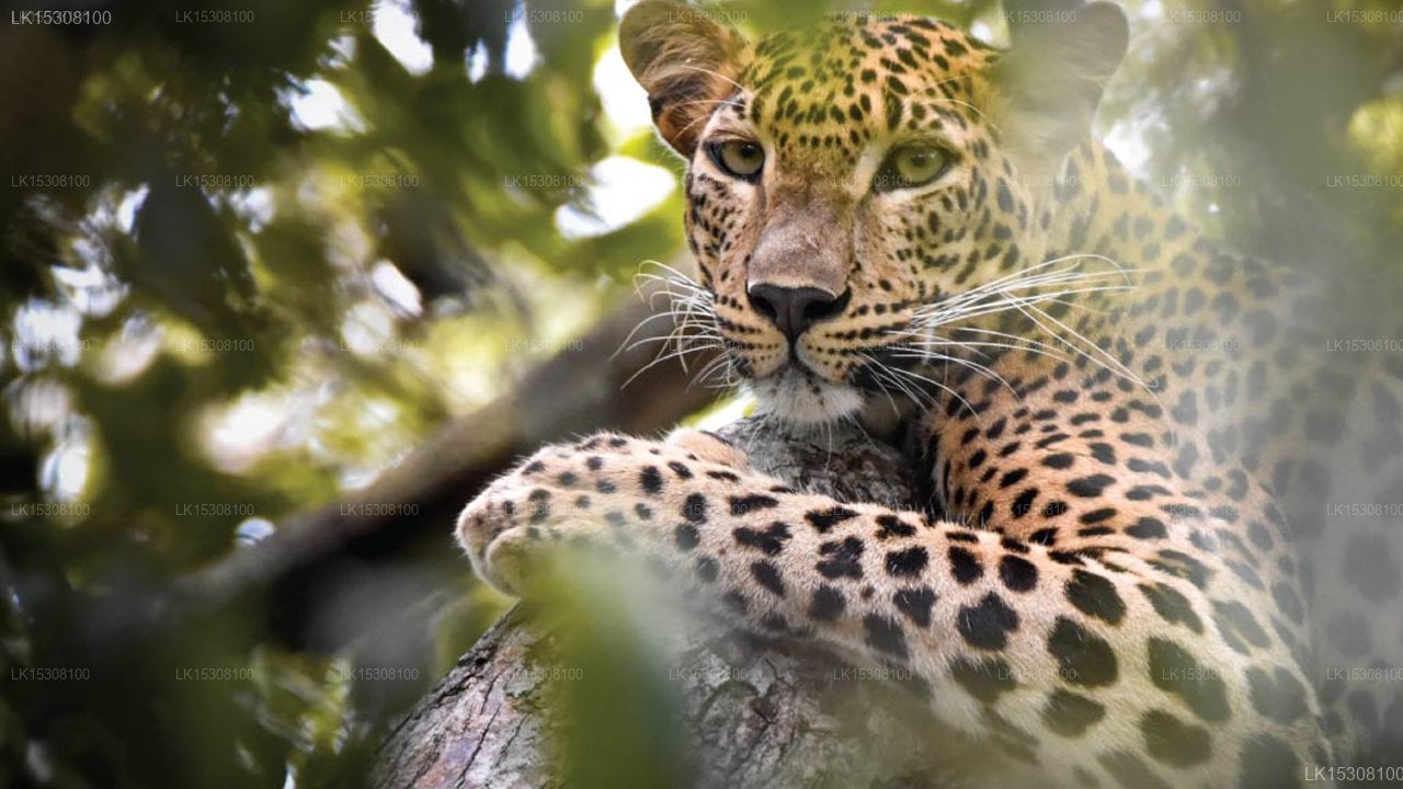 Eco Team Safari Camps Yala