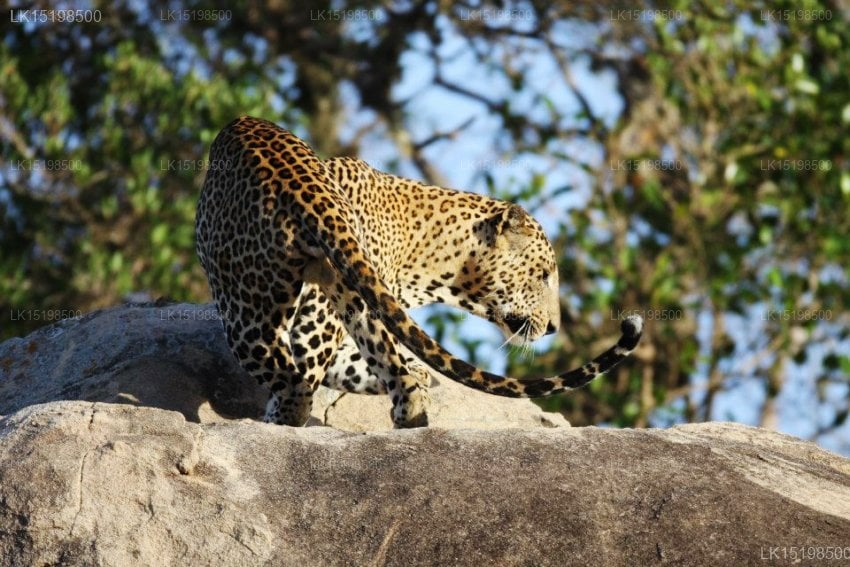Yala Villa