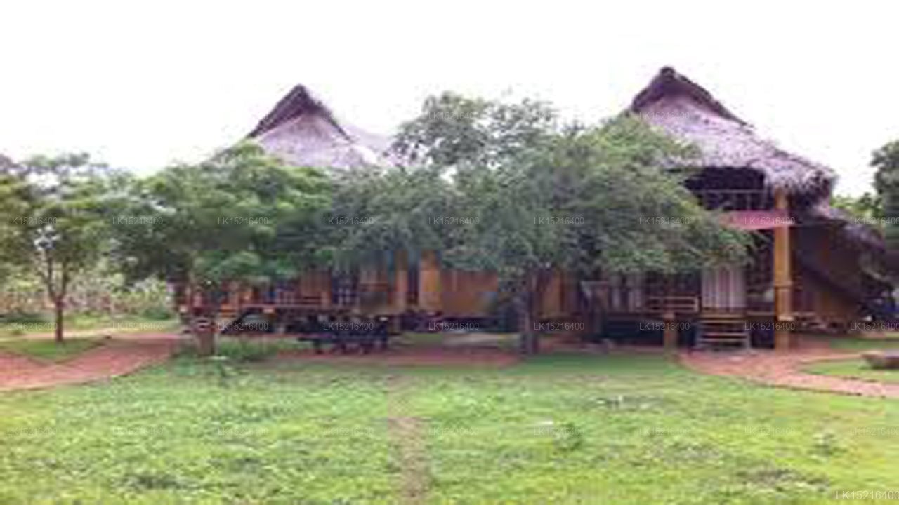 Cadjan divoký, Kataragama