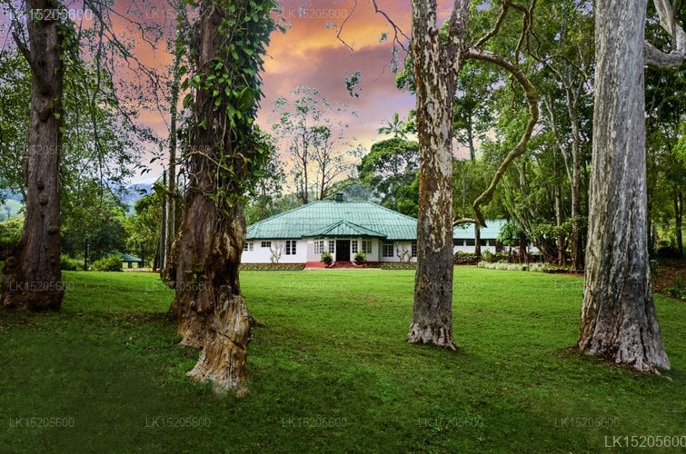 Galaha Tea Bungalow