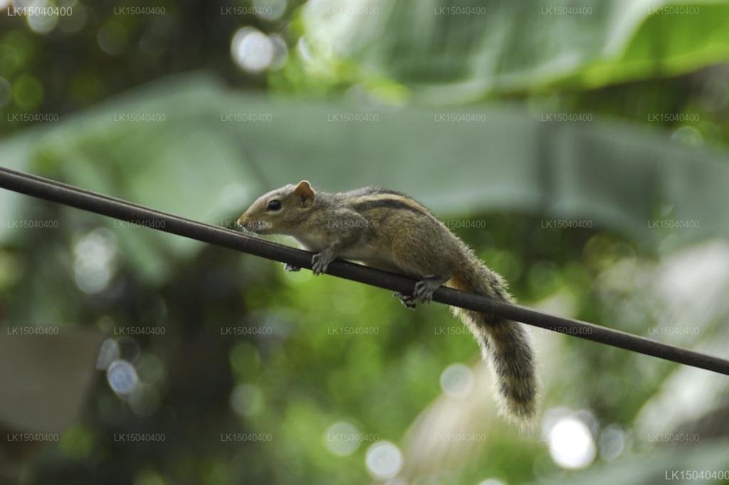 Weligama Bay Resort