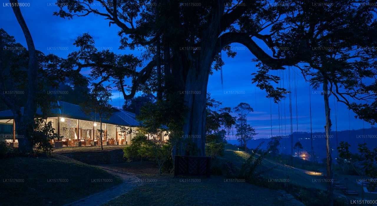 Ceylon Tea Trails