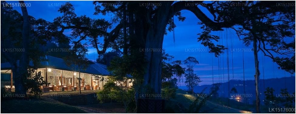 Ceylon Tea Trails