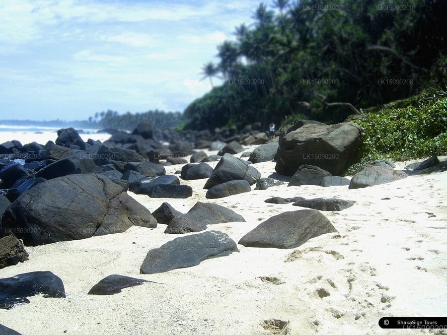 Shaka Sign Surf