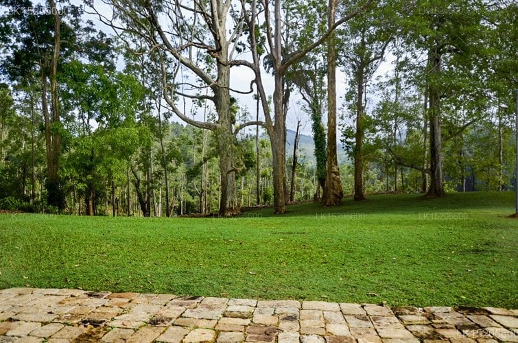 Galaha Tea Bungalow