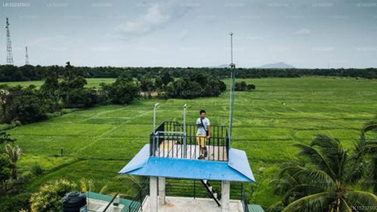 Heaven Upon Rice Fields