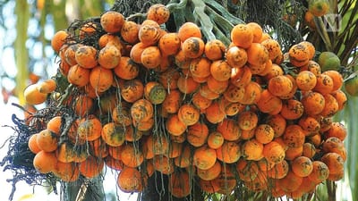 Areca catechu • Puwak • ?????