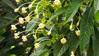 Clerodendrum indicum