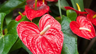 Anthurium