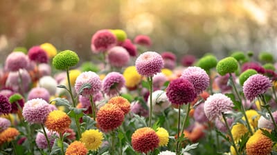 Chrysanthemums