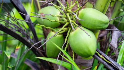 Cocos nucifera