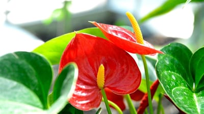 Anthurium