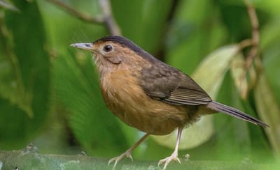 Akalat à calotte brune