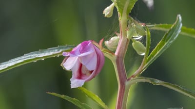 Hydrocera triflora