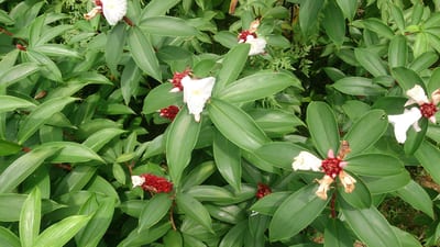 Costus speciosus (Thebu Kola)