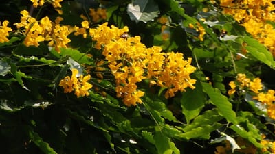 Pterocarpus indicus