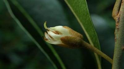 Madhuca neriifolia