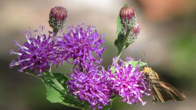 Vernonia anthelmintica