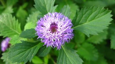 Vernonia anthelmintica