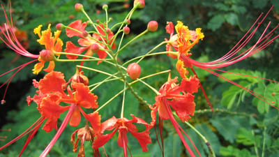 Caesalpinia hymenocarpa; Goda wauletiya