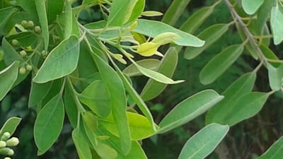 Santalum album; Sandal Wood; Sudu Handun
