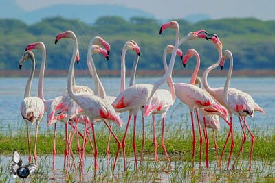 Flamingo