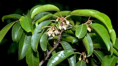 Spanish cherry