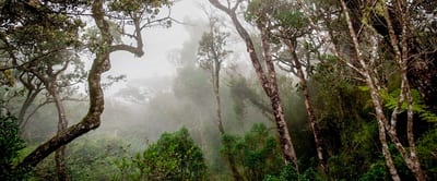 Sinharaja