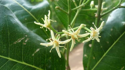 Claw-flowered laurel