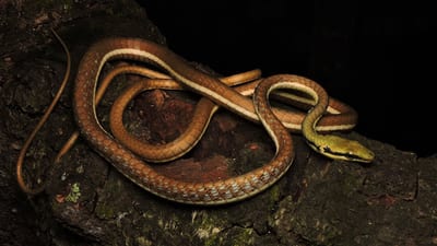 Wickramasinghe's Bronzeback