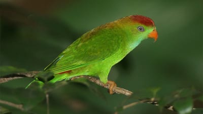 Ceylon Hanging Parrot
