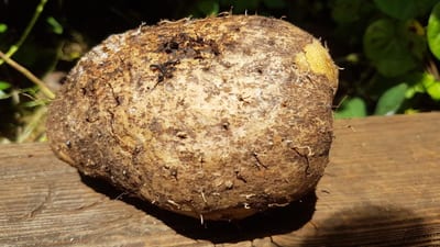 Dioscorea esculenta