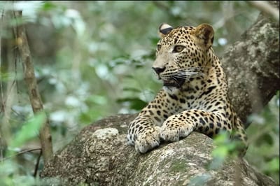 Wilpattu