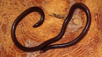Brahminy Blind Snake