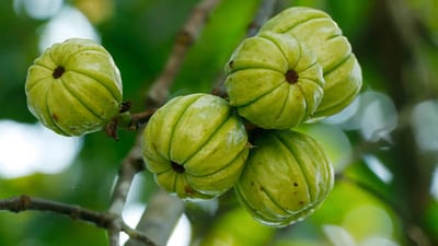 Malabar tamarind